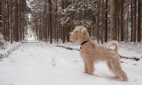 How do you care for a dog with a broken leg? Signs Symptoms Of A Broken Leg In Dogs Canna Pet