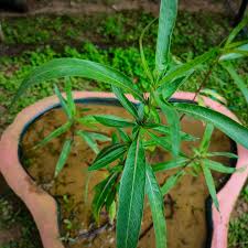 Image result for Hygrophila schulli