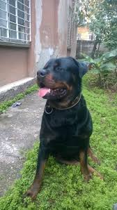 Rottweiler Yavru Ve Yetiskin Halleri Goruntuler Ile Rottweiler Hayvanlar Kopek