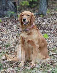 They crave love and affection. Golden Retriever Puppies For Sale In Richmond Virginia Classified Americanlisted Com