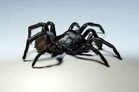 Check spelling or type a new query. Pine Rockland Trapdoor Spider Venomous Creature Found At Miami Zoo People Com