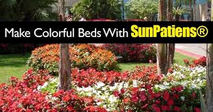How to care for new guinea impatiens. How To Grow And Care For Sunpatiens Plants Plantcaretoday Plants Impatiens Flowers Plant Care Today