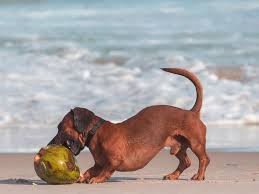 Coconut is okay to offer your cat in moderation. Can Dogs Eat Coconut If So What Are The Benefits Uk Pets
