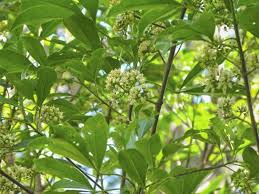 Image result for Micrococca