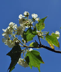 Image result for Dombeya acutangula