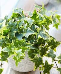 English Ivy In 2020 Ivy Plant Indoor Ivy Plants Indoor Vines
