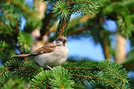 Cool Nature Hd Wallpapers A2z Wallpaper Tree Hd Wallpaper Bird Nature Hd