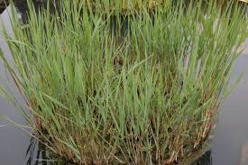 Image result for Phragmites australis
