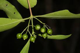 Image result for Coptosperma supra-axillare