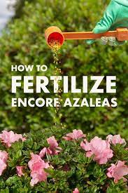 Spring Is Here Get Our Expert Tips On How And When To Fertilize Your Encore Azaleas Watch The Video Now Fertilizin Azaleas Care Azaleas Landscaping Azaleas