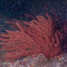 Image result for Moraea clavata