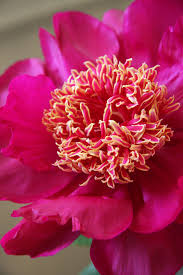 Vous Aimez Le Parfum De La Pivoine C Est Une Essence Souvent Utilisee Pour Les Parfums Amazing Flowers Nothing But Flowers Macro Flower