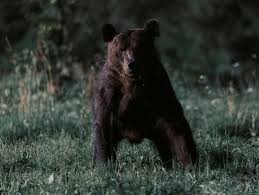 Seltener Angriff: Frau in Polen von Bär getötet