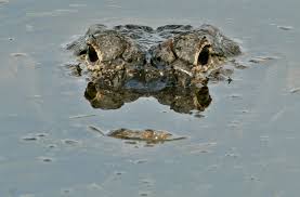 Find great deals on new items shipped from stores to your door. Ready To Choot Em How Much Does A Gator Hunter Really Make Video