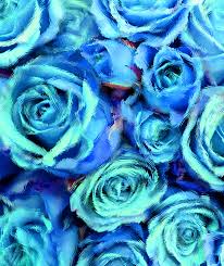 Beautiful blue rose with water droplets images pictures. Background Wallpaper Flower Flowers Floral Free Image From Needpix Com