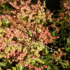 Image result for Rumex sagittatus
