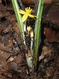 Image result for Curculigo pilosa