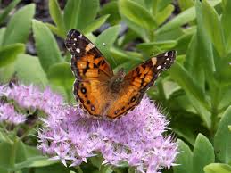 Image result for Melinis ambigua