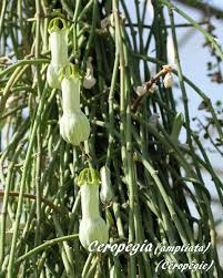 Image result for Ceropegia meyeri-johannis