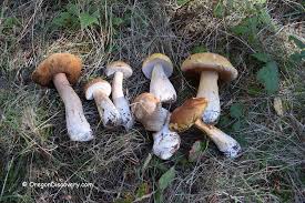 Check spelling or type a new query. Wild Edible Mushroom Season Oregon Oregon Discovery