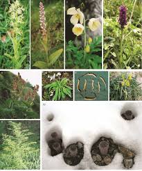 Image result for Dissotis lanata