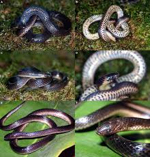 Image result for Atractus modestus