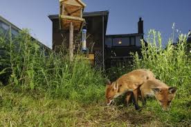Some cats won't like to eat certain grains or foods, so try giving them a sample before giving them a full snack. Urban Fox Your Questions Answered The Wildlife Trust For Birmingham And The Black Country