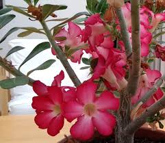 Image result for Adenium multiflorum