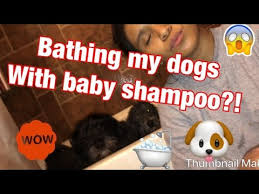 Just because it's the lesser of two evils (baby shampoo vs. Can You Bathe A Dog With Human Shampoo 2021 The Dog Visitor