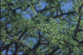 Image result for Acacia mellifera