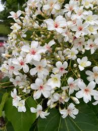 Image result for Vernicia