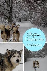 La station de ski du schnepfenried c'est avant tout un espace de glisse ouvert à tous, durant tout l'hiver grâce au modernisme de ses. Bapteme De Chiens De Traineau Au Schnepfenried Avec Reve De Nord Avec Images Chien De Traineau Traineau Chien