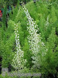 Foxtail Fern Flower Juice Best Flower Wallpaper
