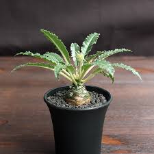 Image result for Dorstenia cuspidata
