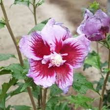 Image result for Hibiscus torrei