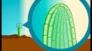 Plant Hormones Youtube
