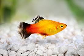 Platy Fish The Care Feeding And Breeding Of Platys