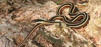 Eastern Ribbonsnake Thamnophis Sauritus Septentrionalis Photo Joe Crowley Species Amphibians Reptiles