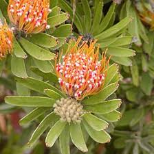 Image result for Leucospermum saxosum