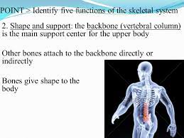 Check spelling or type a new query. 14 2 Skeletal System Ppt Video Online Download