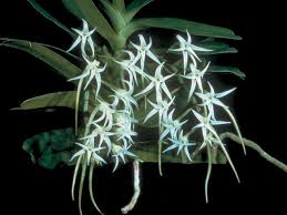 Image result for Cyrtorchis monteiroae