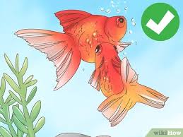 The wild goldfish pictured below was reported to be 14 inches long. How To Tell If A Goldfish Is Pregnant 8 Steps With Pictures