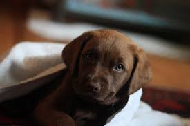 Apart from their yellow, chocolate, and black colored cousins, they carry a long history. Chocolate Labs Are Less Healthy Than Their Black And Yellow Puppy Pals Live Science