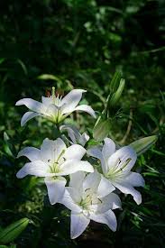 Hermosas Lilien Lilien Blumen Blumen Pflanzen