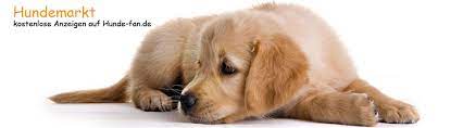 Finde rassehunde aus dem tierheim / tierschutz (hunde aus dem tierheim / tierschutz) bei. Rassehunde Kleinanzeigen Hundemarkt