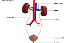 Renal vessels arise at the level of the intervertebral disc between l1 and l2 vertebrae. Know Your Kidney And Urinary System Parts And Their Functions Barbados Today