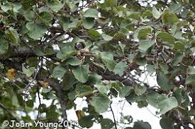 Image result for Cordia grandicalyx