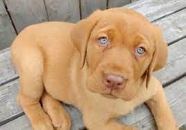 Fox Red Lab Puppy Fox Red Lab Cross Stitch Pattern Counted Etsy Red Lab Puppies Lab Puppy Fox Red Labrador