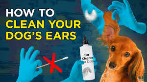 Check spelling or type a new query. How To Clean Your Dog S Ears Youtube
