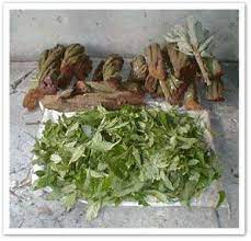 What Is Ayahuasca Singing To The Plants Ayahuasca Healing Herbs Herbalism
